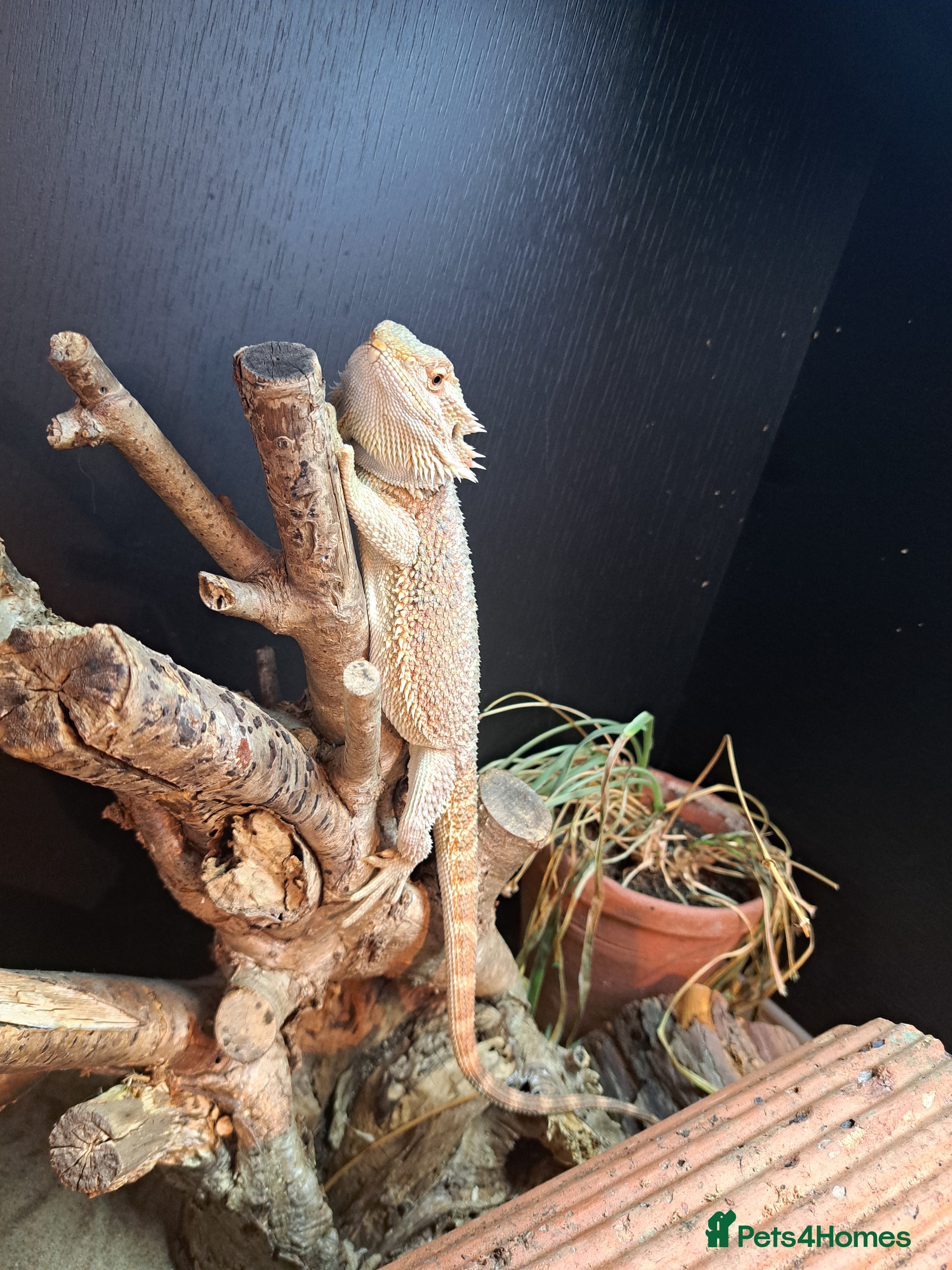 Bearded Dragon reptiles Bearded Dragon - Advert 1