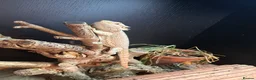 Bearded Dragon reptiles for sale: Bearded Dragon - Advert 1