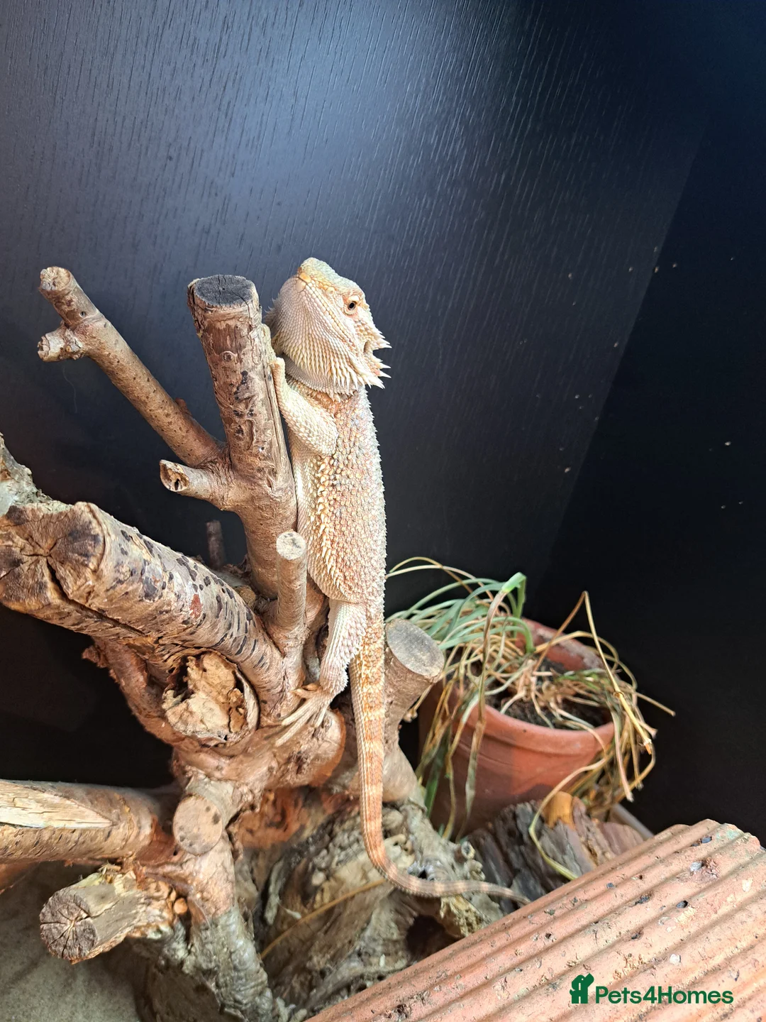 Bearded Dragon reptiles for sale: Bearded Dragon - Advert 1