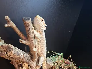 Bearded Dragon reptiles Bearded Dragon - Advert 1