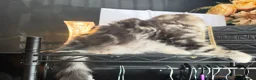 Persian cats for sale: Persian Mix Male Kitten - Advert 17