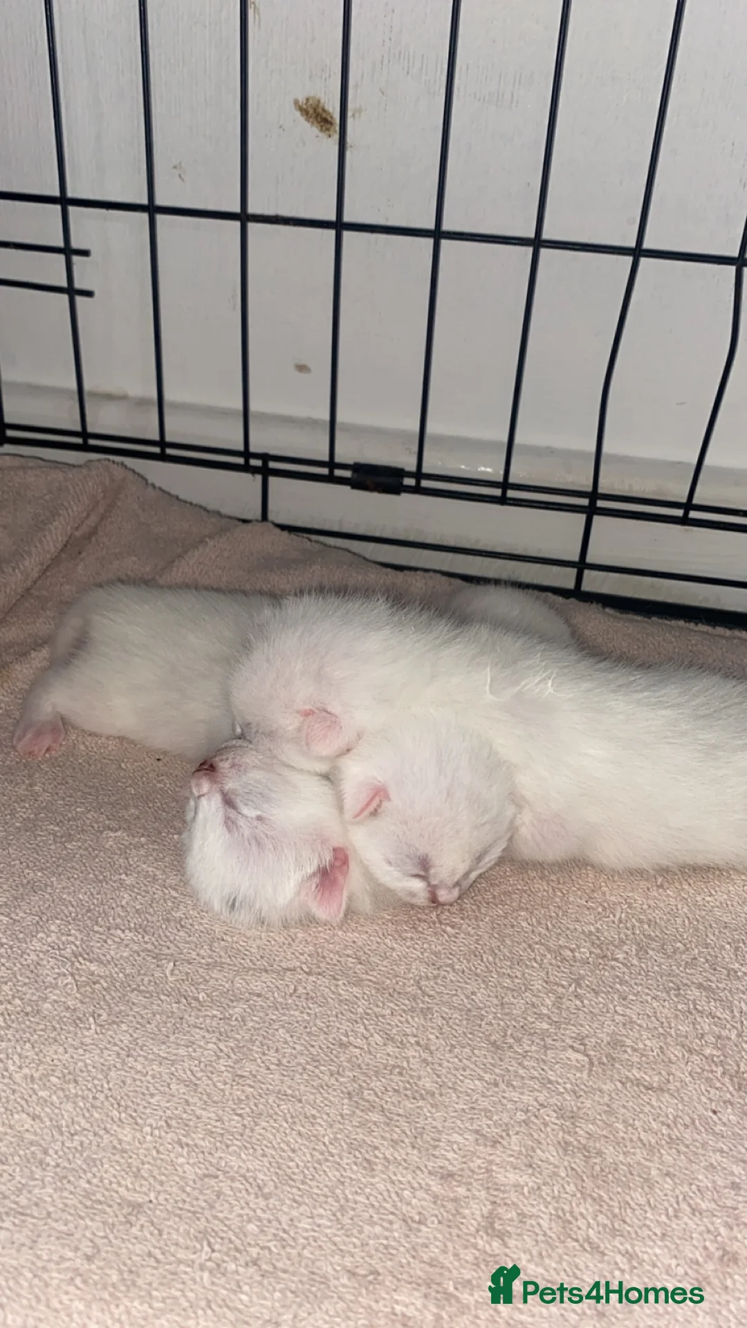 Mixed Breed cats for sale: White kitten  in Preston - Advert 2