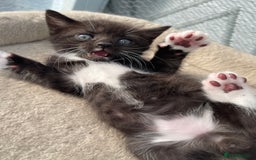 Mixed Breed cats for sale: Half british shorthair kitten - Image 14