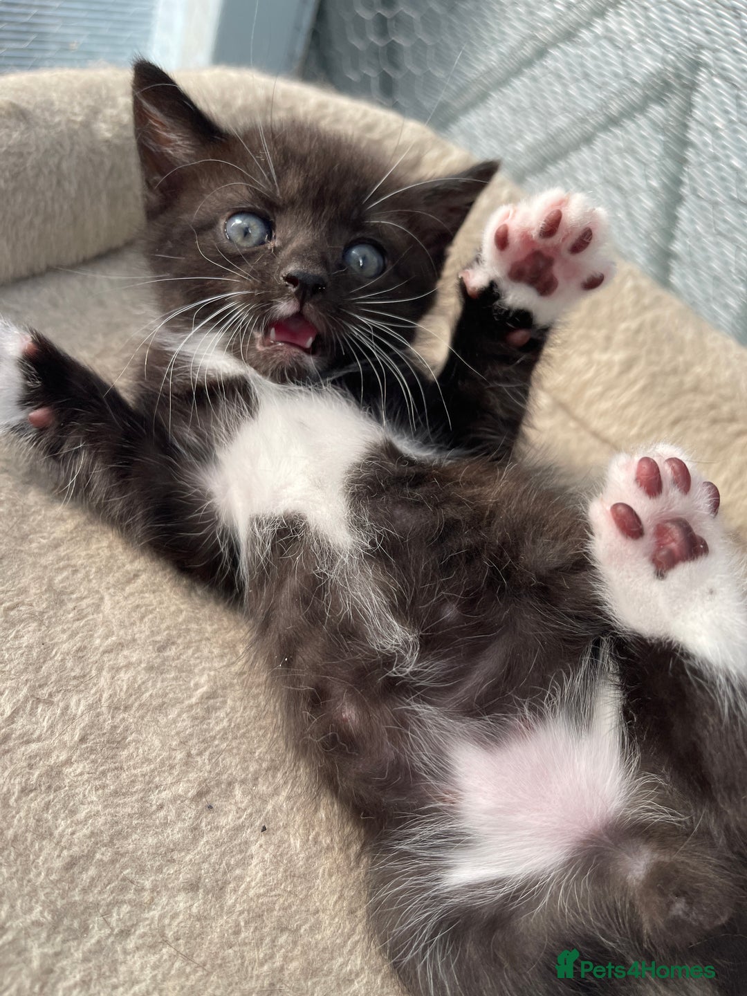 Mixed Breed cats for sale: Half british shorthair kitten - Image 14