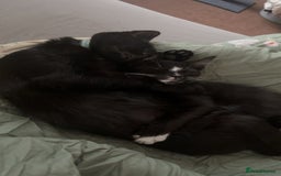 Domestic Shorthair cats for sale: Male kitten (nickname whippet) - Image 4