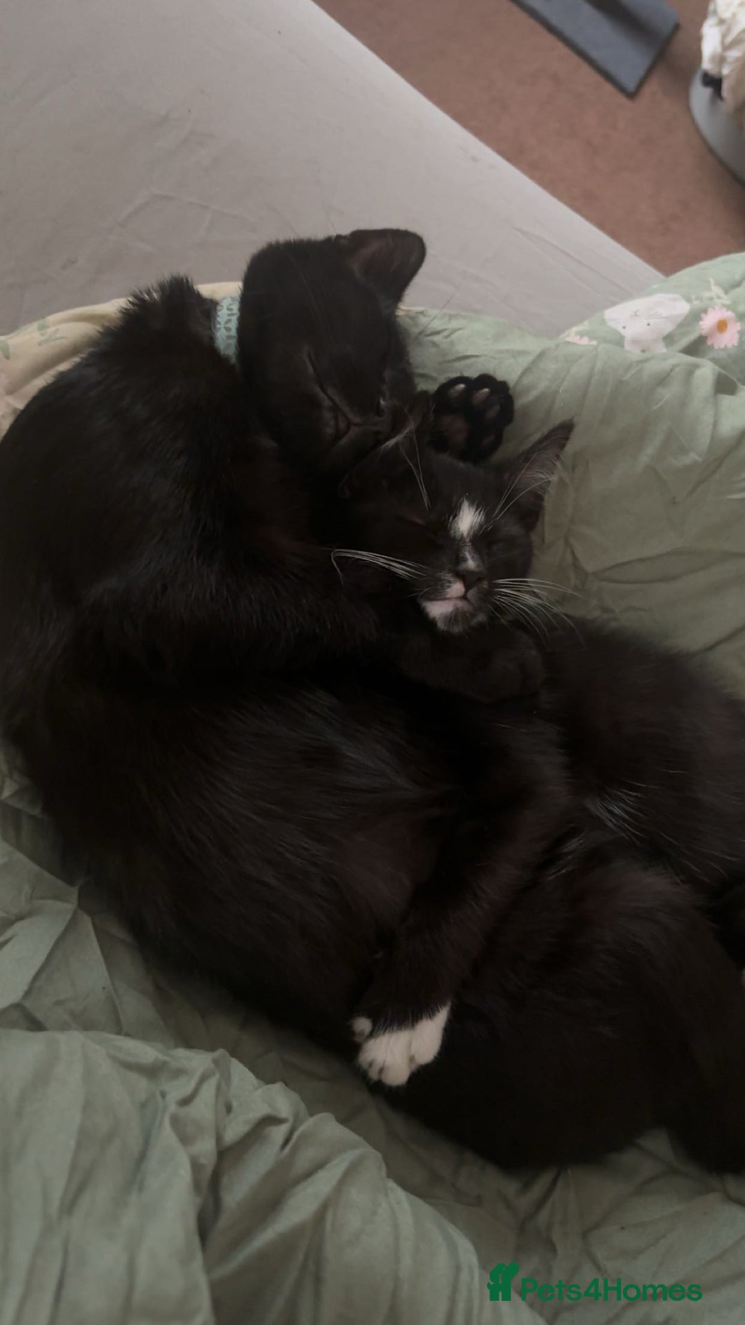 Domestic Shorthair cats for sale: Male kitten (nickname whippet) - Image 4