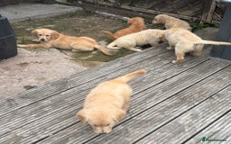 Golden Retriever dogs for sale: Healthy well socialised calm KC puppies - Image 37
