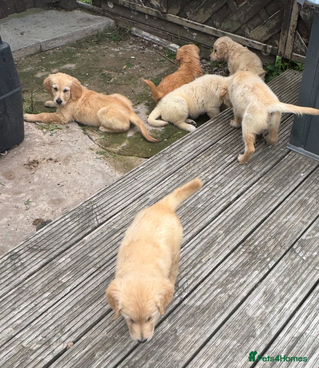 Golden Retriever dogs for sale: Healthy well socialised calm KC puppies - Image 37