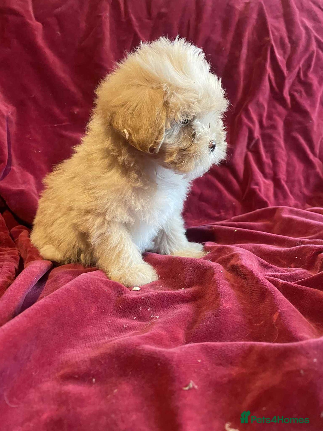 Lhasapoo dogs for sale: Lhasapoo puppies - Advert 4