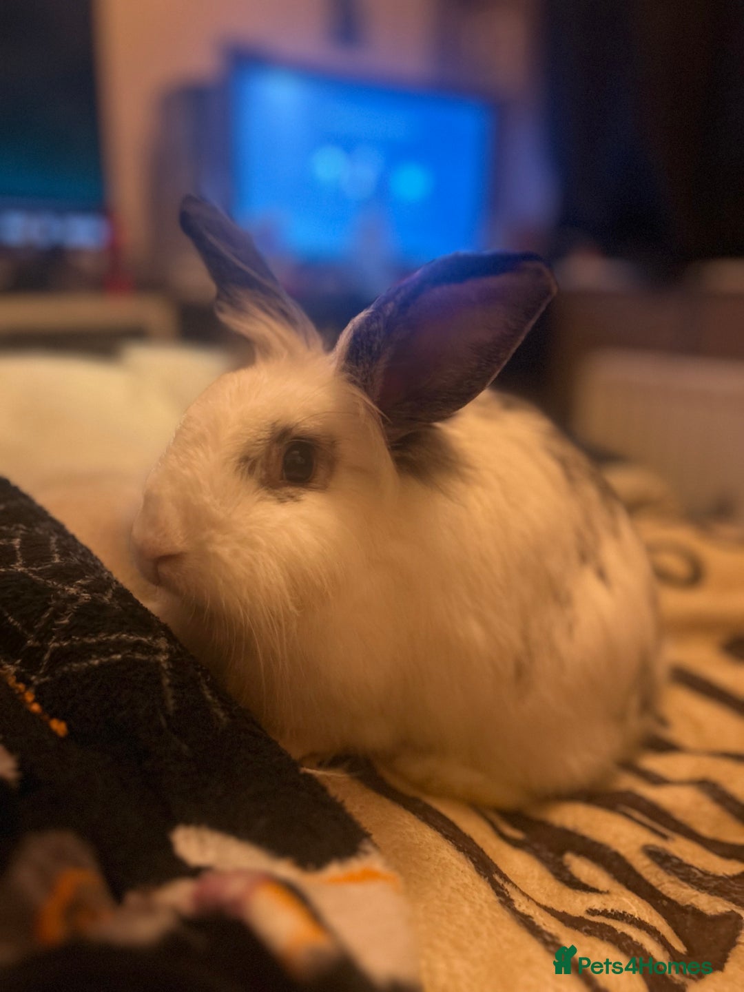 Mixed Breed rabbits for sale: 2 Very Freindly And Loving Rabbits - Advert 10