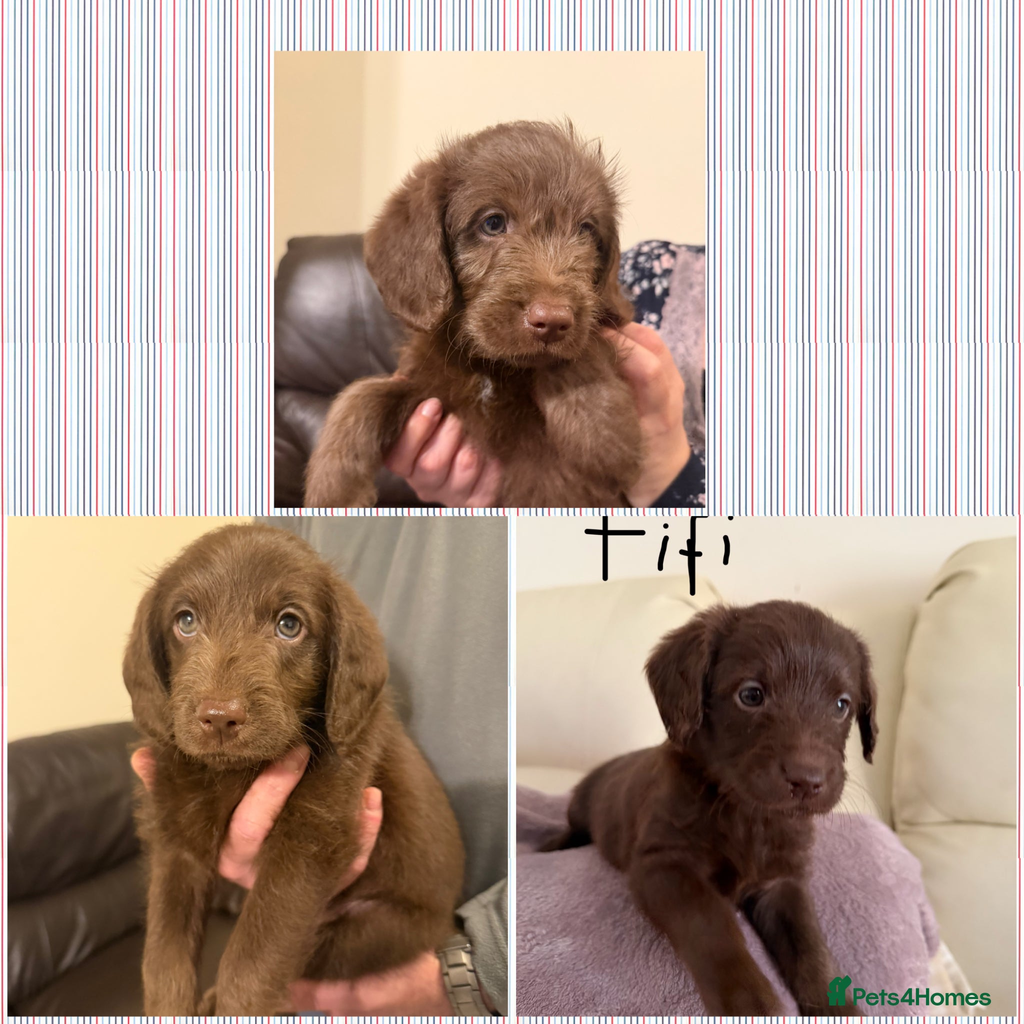 Labradoodle dogs Price reduced  Labradoodles ready on 12th May - Advert 14