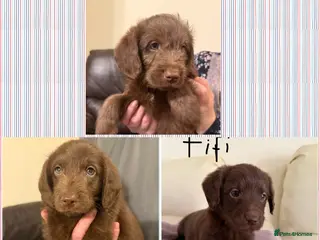 Labradoodle dogs Price reduced Labradoodles ready on 12th May - Advert 14