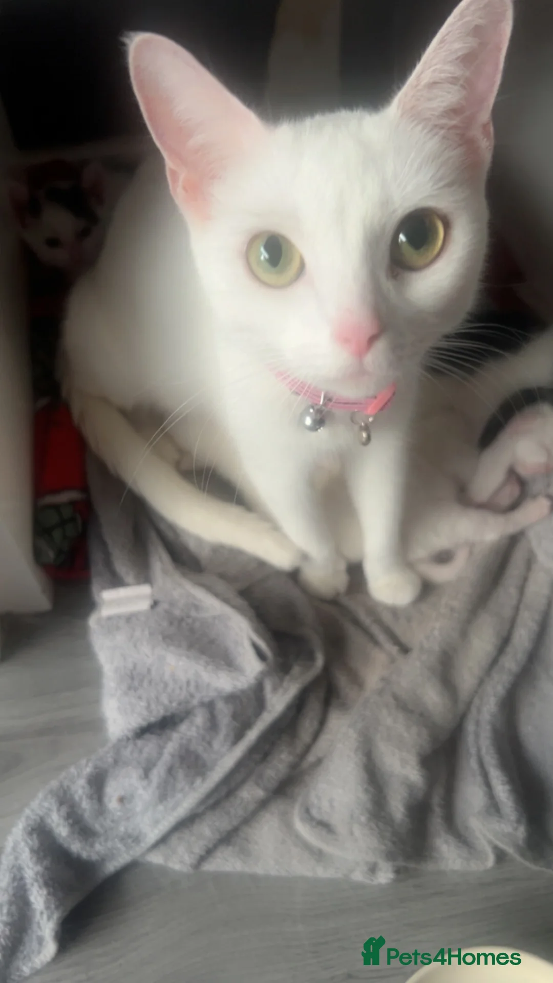 Khao Manee cats for sale: Mix khao Manee  in Reading - Advert 2
