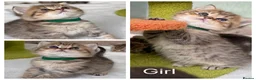 British Shorthair cats for sale: British sh/longhair golden marble kittens - Advert 4