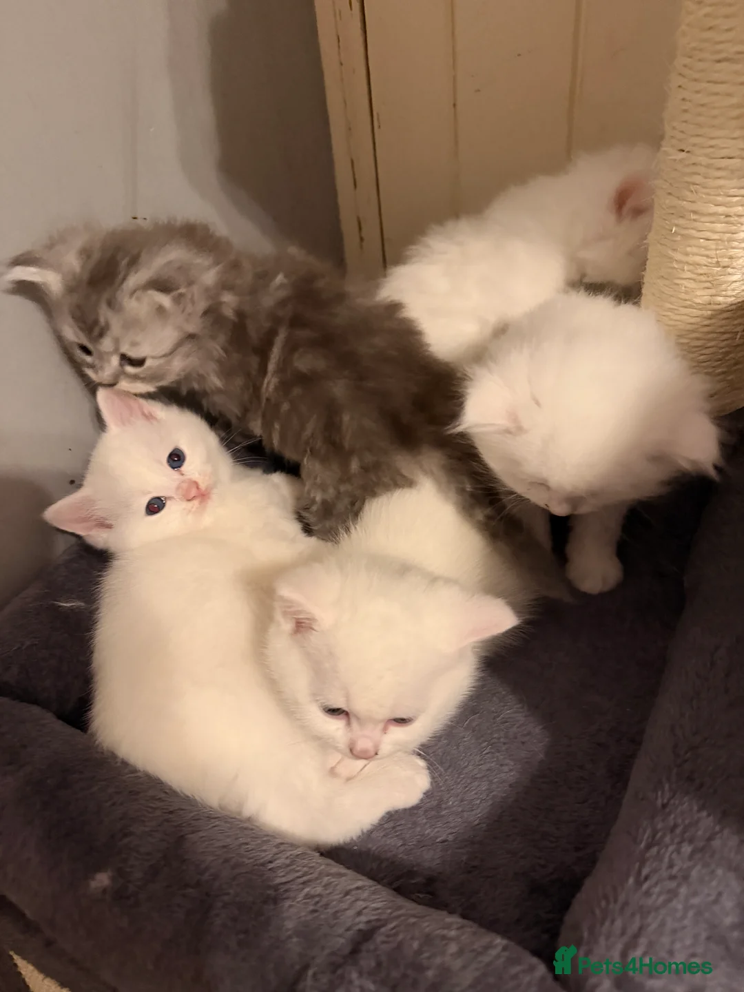 Persian cats for sale: Ready soon, 5 persian X kittens - Advert 24