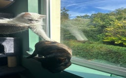 Domestic Shorthair cats for sale: Brother & Sister (not to be split) - Advert 2