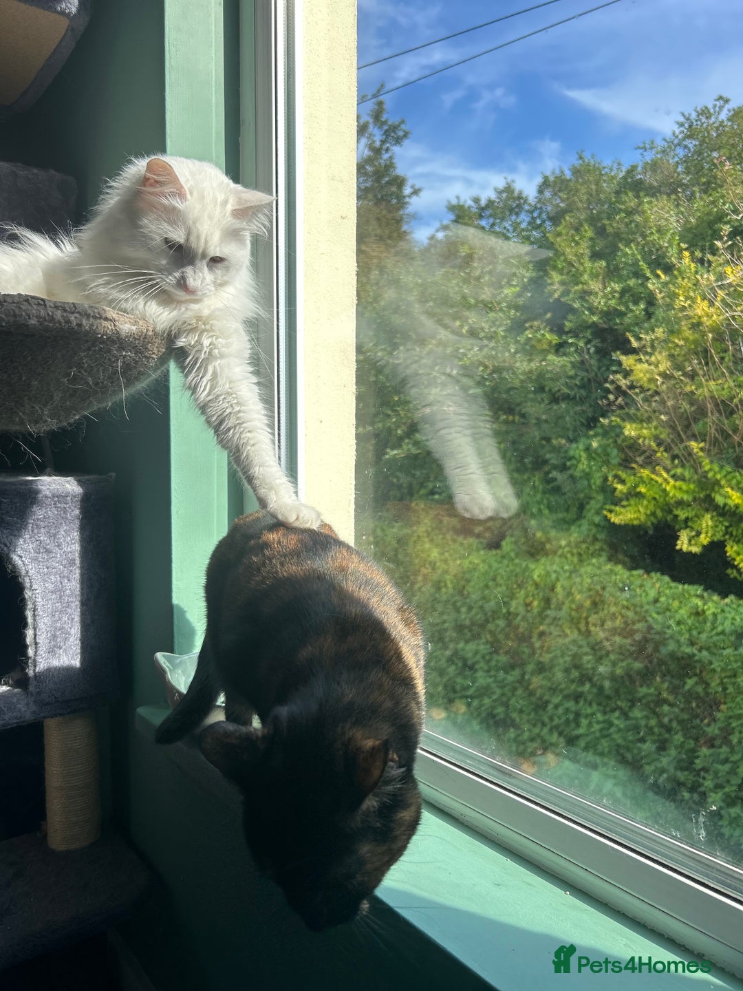 Domestic Shorthair cats for sale: Brother & Sister (not to be split) - Advert 2