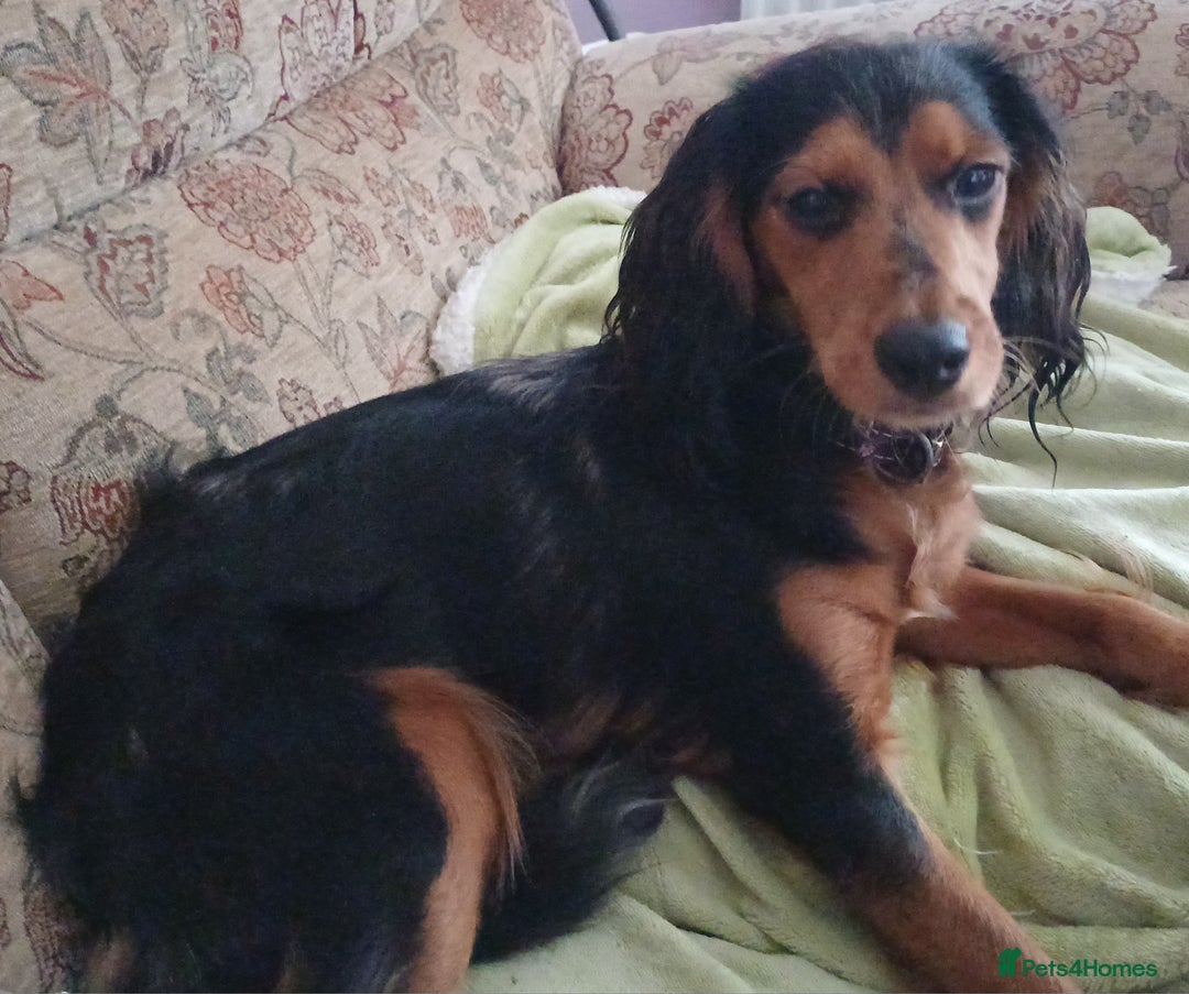 Mixed Breed dogs for sale: This is Snowy in kings lynn  in King's Lynn - Image 2