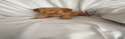 Toy Poodle dogs for sale: Toy poodle puppies  - Advert 11