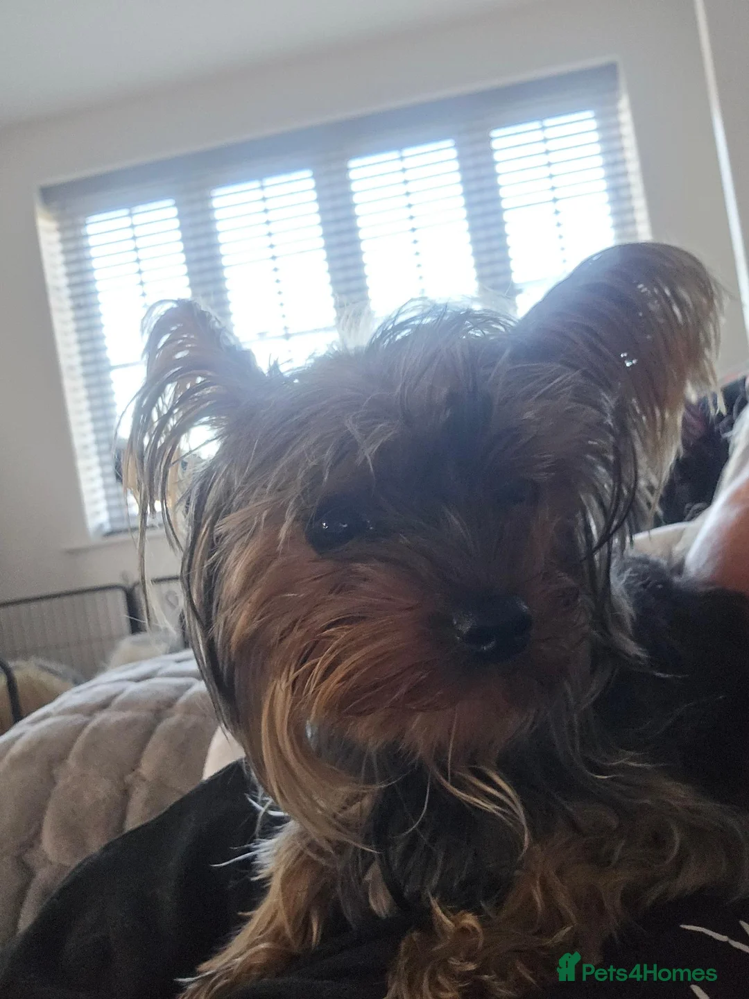 Yorkshire Terrier dogs for sale: Tiny boy yorkie Teddie - Advert 2