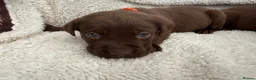 Labrador Retriever dogs for sale: Chocolate Labrador Puppies - Advert 18
