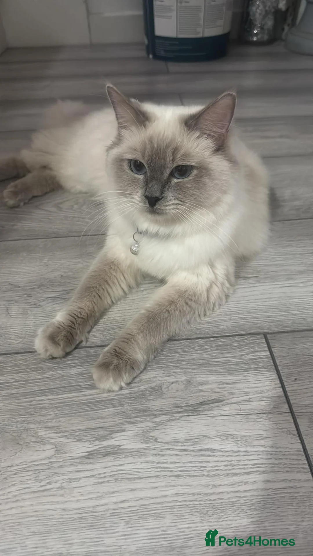 Ragdoll cats for sale: 4month old Ragdoll Kittens Two BOYS & TWO GIRLS in London - Advert 15