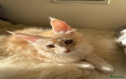 Maine Coon cats for sale: GCCF registered Maine Coon kittens.  in Newton Abbot - Image 11