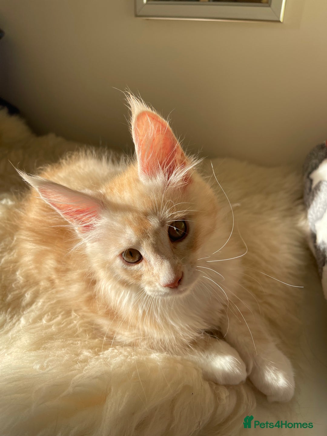 Maine Coon cats for sale: GCCF registered Maine Coon kittens.  in Newton Abbot - Image 11