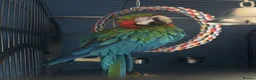 Macaws birds for sale: Joshi Harlequin Macaw - Advert 2