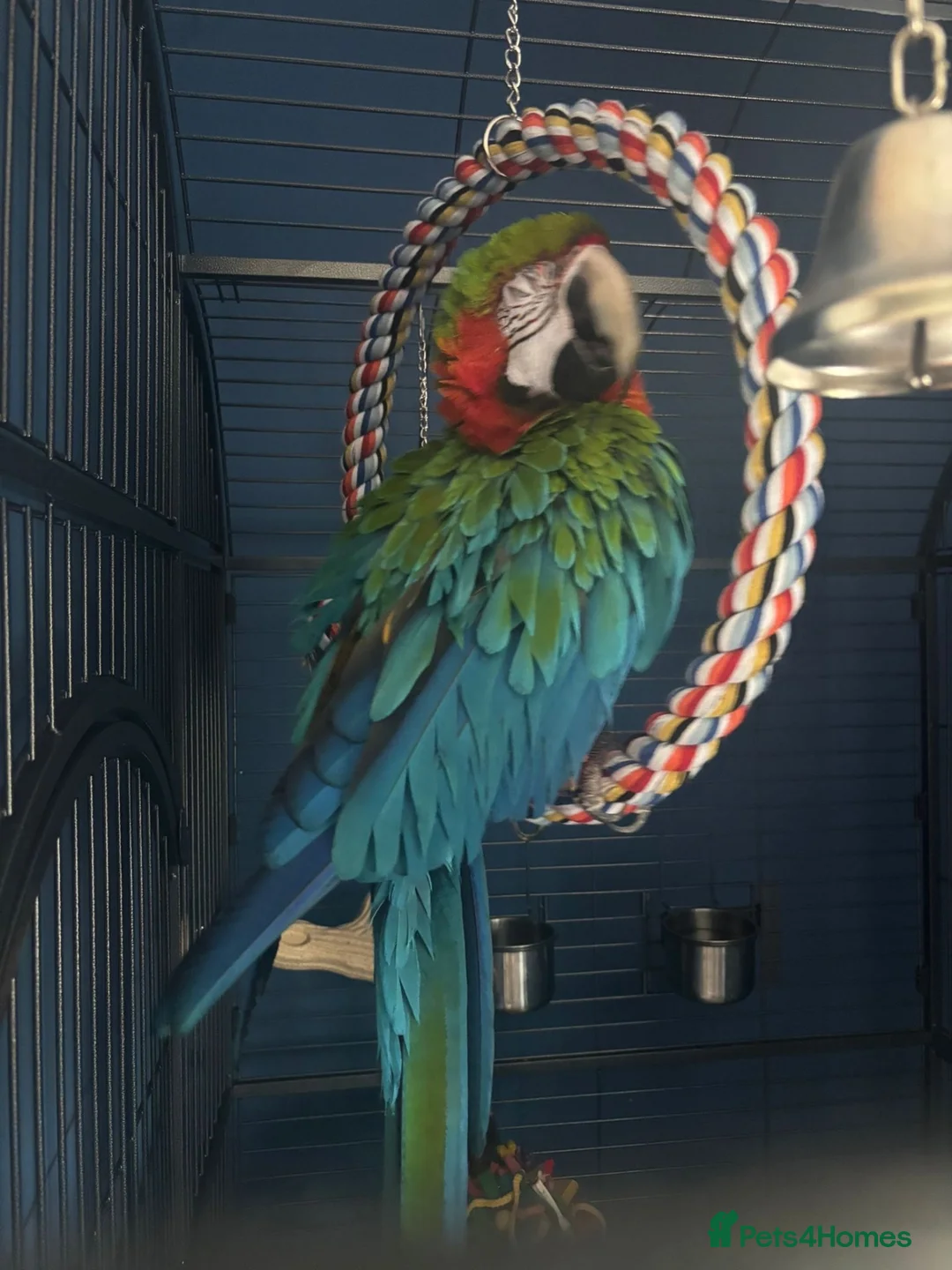 Macaws birds for sale: Joshi Harlequin Macaw - Advert 2