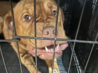 Dogue De Bordeaux dogs - Advert 1