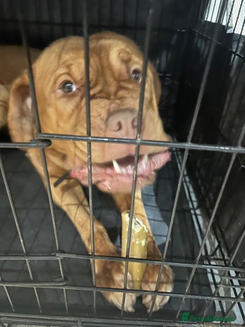 Dogue De Bordeaux dogs - Advert 1