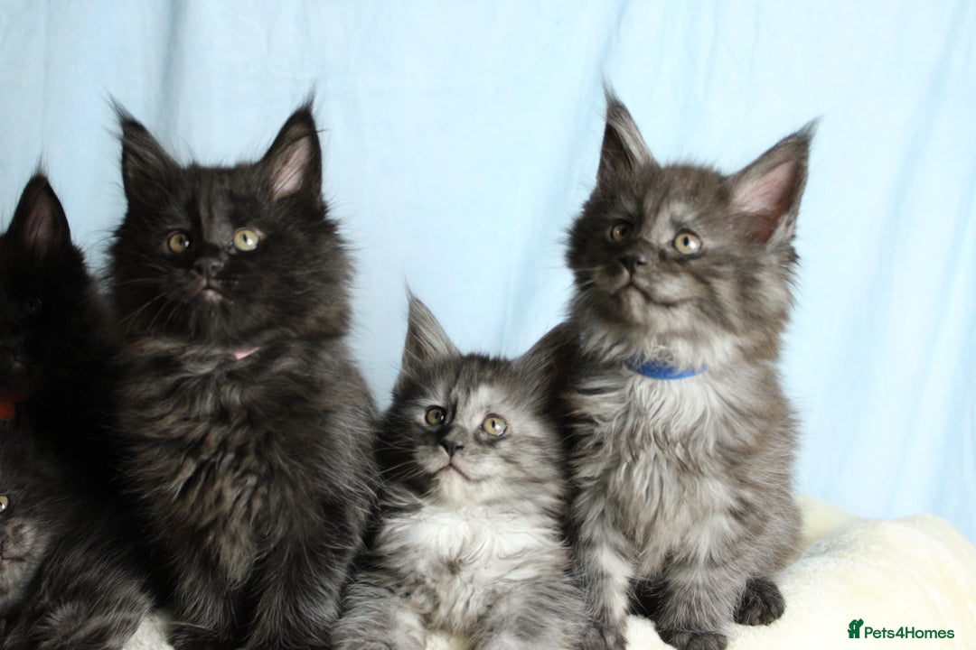 Maine Coon cats for sale: 🔥Stunning Maine Coon kittens🔥 - Image 10