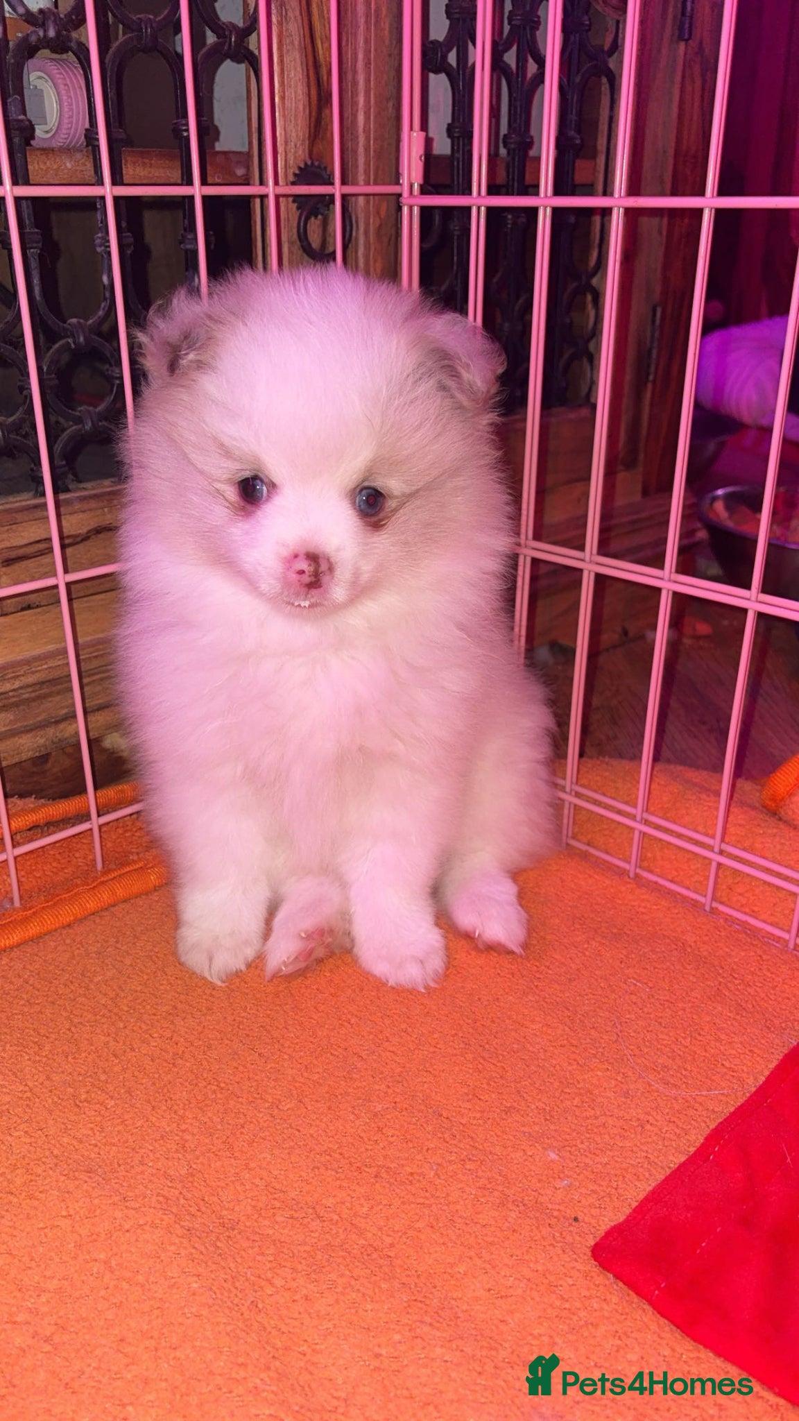 Pomeranian dogs beautiful Pomeranians  boys - Advert 2