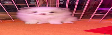 Pomeranian Puppy 1