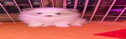 Pomeranian dogs for sale: beautiful Pomeranians  boys - Advert 2