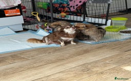 Pomchi dogs for sale: Beautiful fluffy pomchi puppies  - Image 21