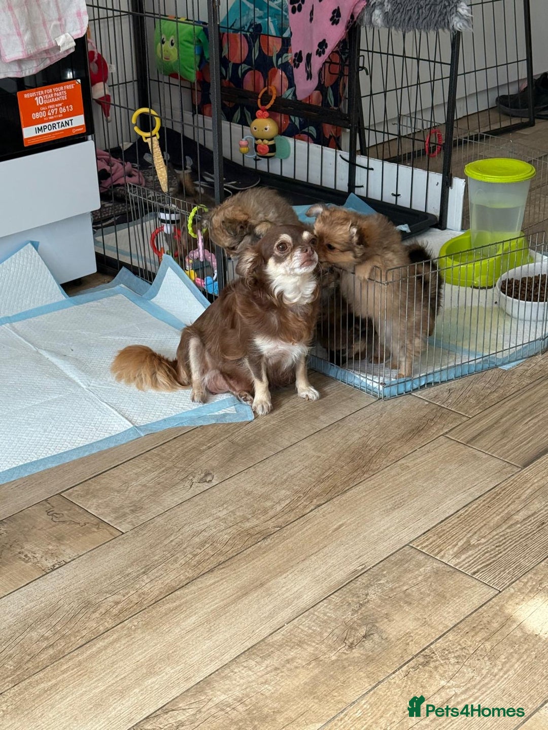 Pomchi dogs for sale: Beautiful fluffy pomchi puppies  - Image 21