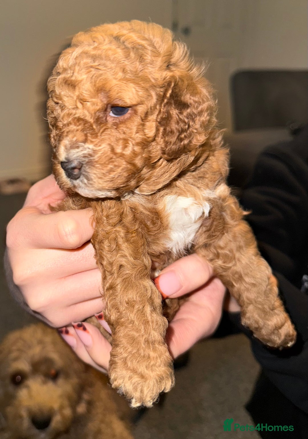 Cavapoo dogs for sale: Cavapoo puppy F1BB 1 GIRL, 1 BOY - Advert 10