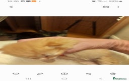 Mixed Breed cats for sale: Beautiful ginger kittens, I have both parents - Image 3