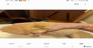 Mixed Breed cats - Advert 7