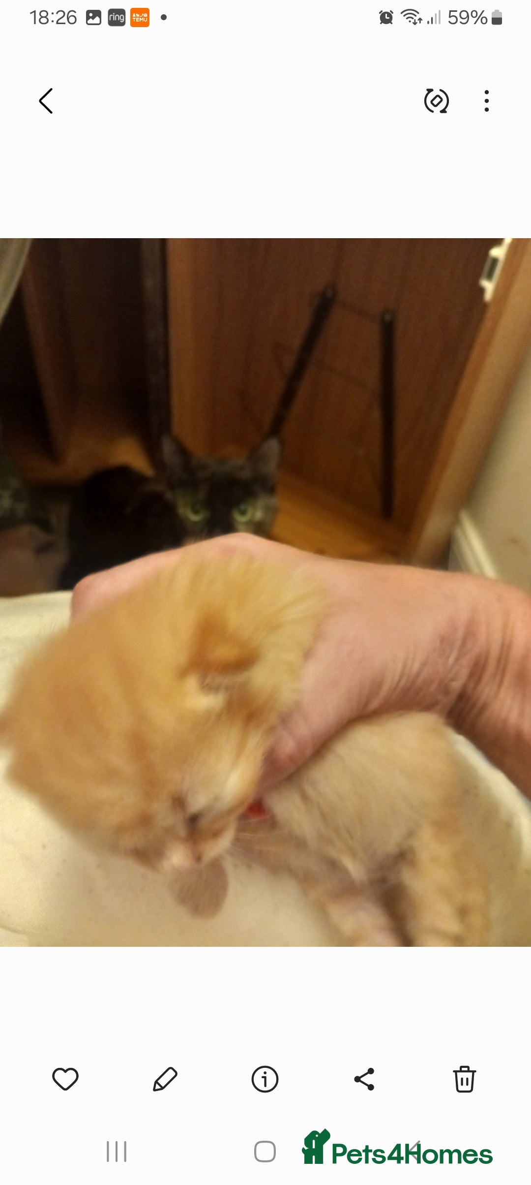 Mixed Breed cats for sale: Beautiful ginger kittens, I have both parents - Image 3