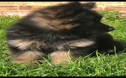 German Shepherd dogs for sale:  kc health tested long haired German shepherd pups - Image 28
