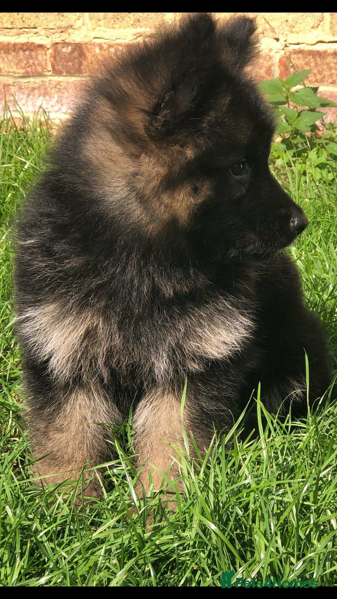 German Shepherd dogs for sale:  kc health tested long haired German shepherd pups - Image 28
