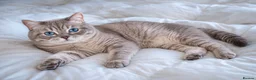 British Shorthair cats for sale: Adorable Kittens Looking for Loving Homes 🐾 - Advert 9