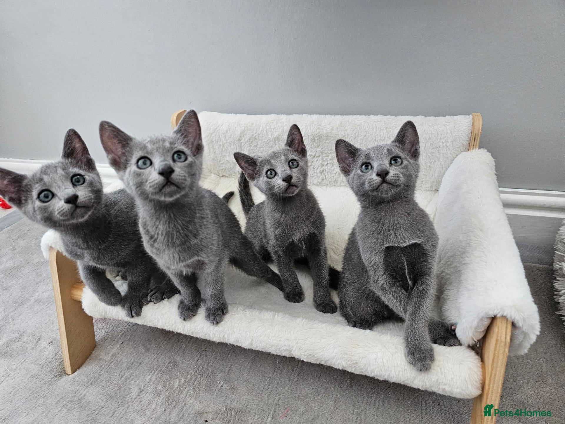 Russian Blue cats GCCF REGISTERED RUSSIAN BLUE KITTENS  - Advert 9
