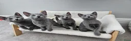 Russian Blue cats for sale: GCCF REGISTERED RUSSIAN BLUE KITTENS  - Advert 1