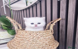 British Shorthair cats for sale: GCCF Chunky Silver tipped health tested parents - Image 16