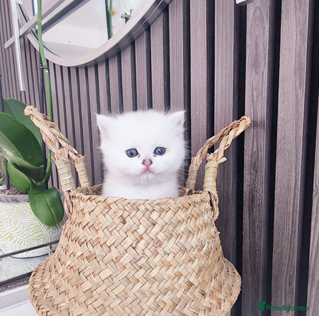 British Shorthair cats for sale: GCCF Chunky Silver tipped health tested parents - Image 16