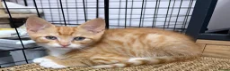 Mixed Breed cats for sale: 🐾 Adorable Kittens Looking for Loving Homes 🏡 - Advert 3